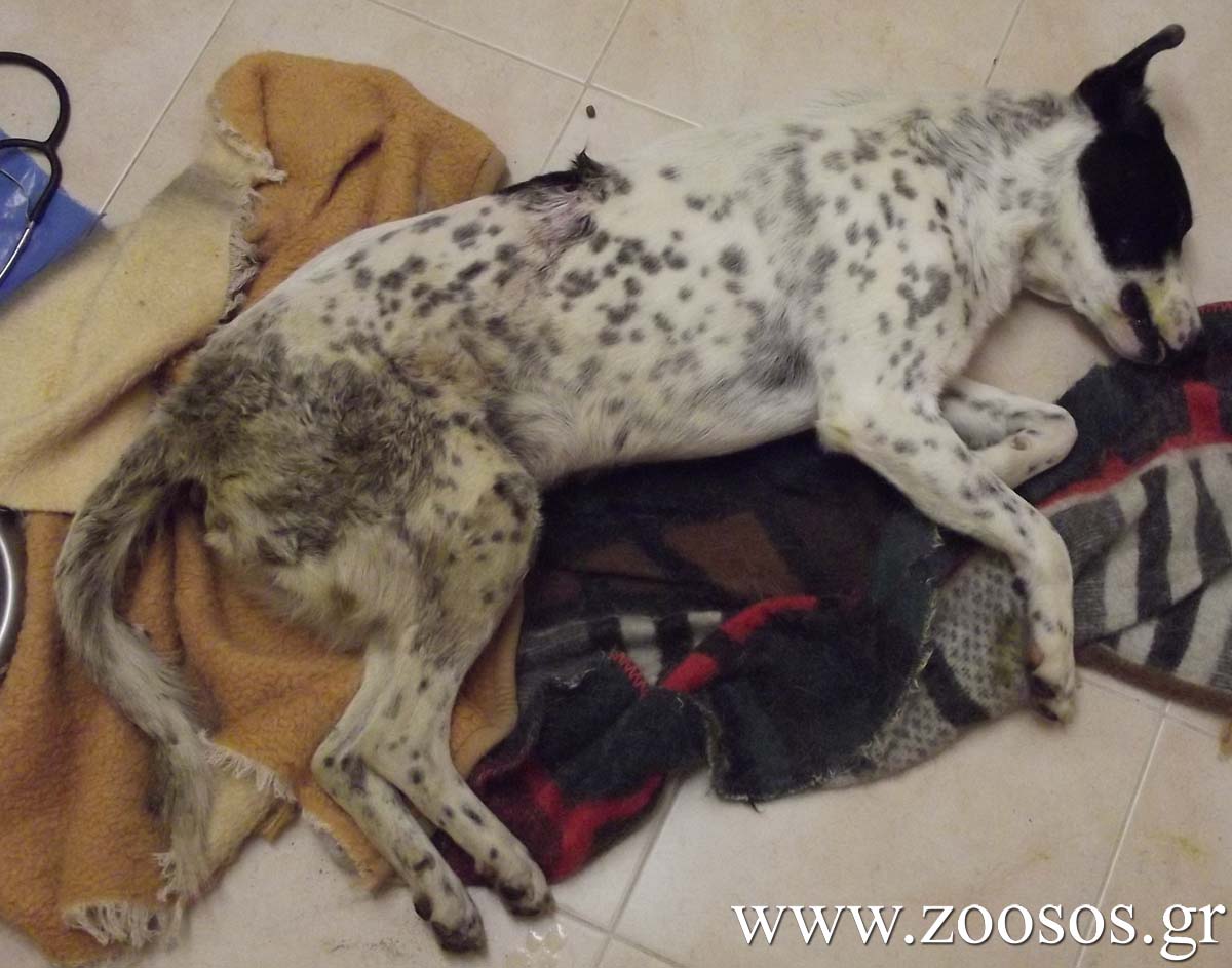 Χαλκιδική: Κτηνοτρόφος πυροβόλησε το σκυλί στη Νέα Ρόδα